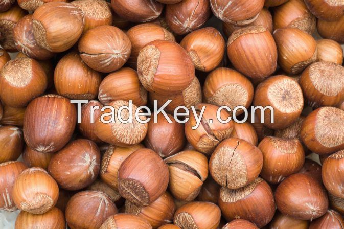 hazelnuts