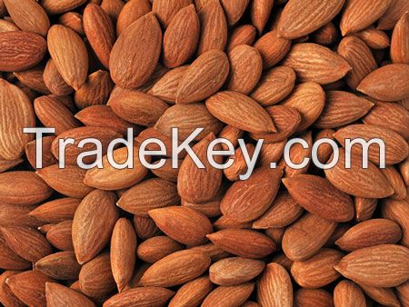 apricot kernels