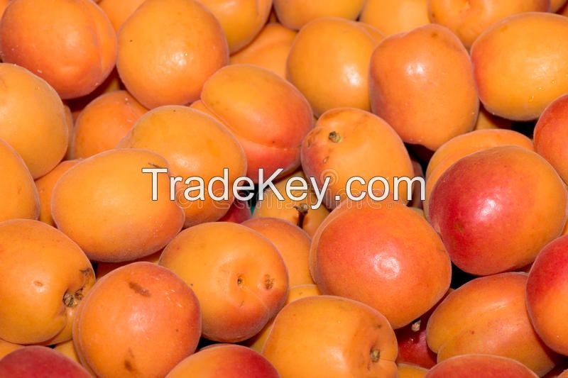 fresh apricots