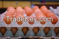 Quail Eggs and chicken eggs