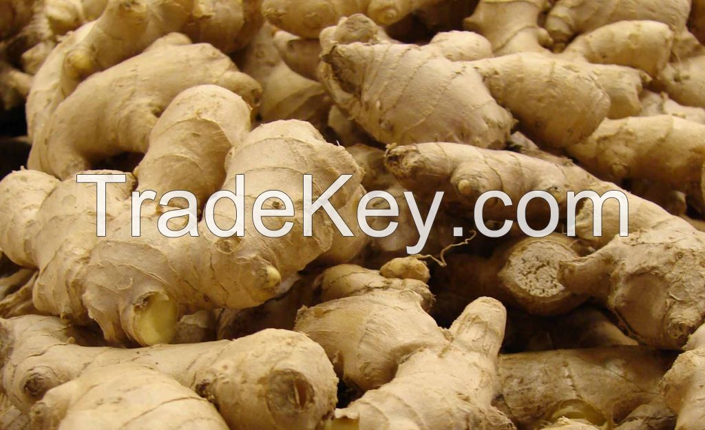 Sell Fresh Ginger