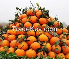Booking for fresh citrus fruit has been started