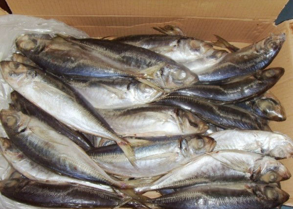 frozen horse mackerel new fresh fish