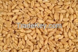 Australian grain -  wheat, oil seeds, barley, other grains