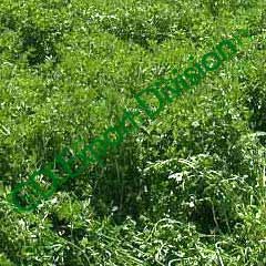 Sell Offer Quality Alfalfa Hay