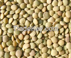 Green Lentils Available Low price .