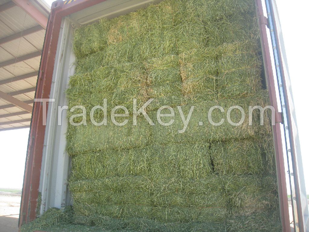 Quality Alfalfa Hay for cattle feed .