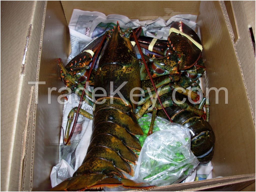 live and frozen lobsters for sale