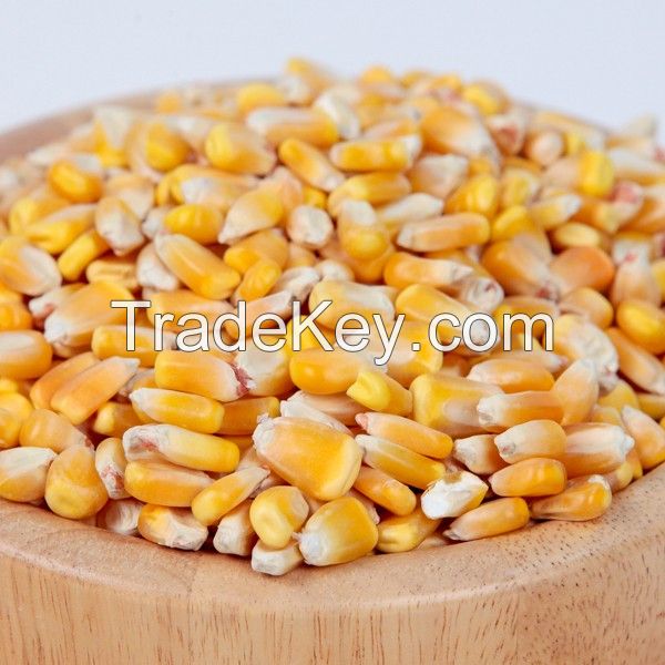 Yellow Corn