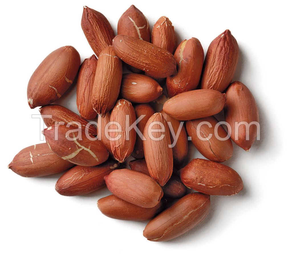 Peanut Kernels long shape