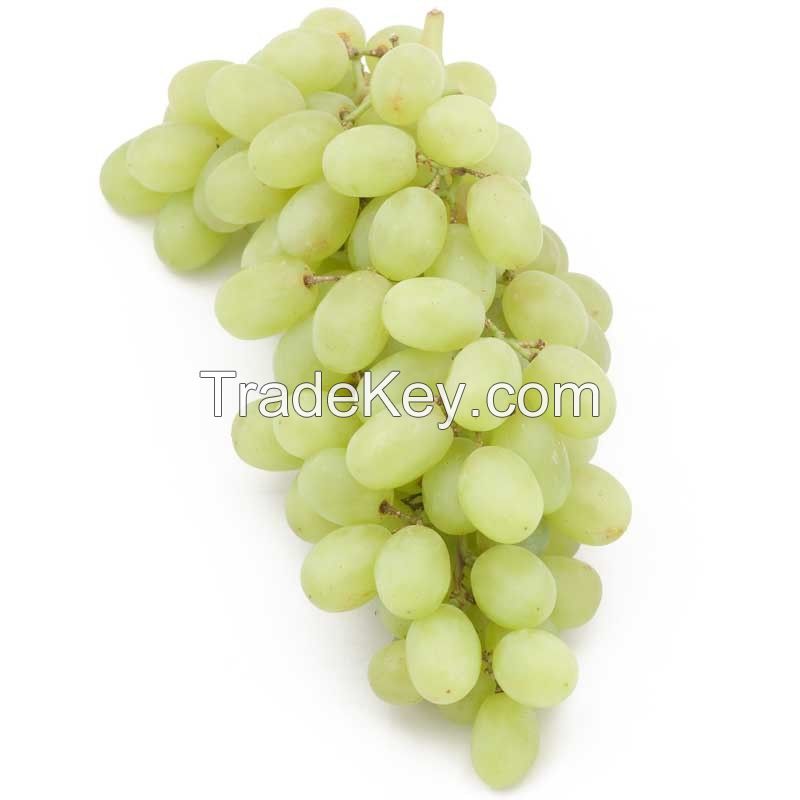 Fresh fruit seedless grape red globe grapes in bulk