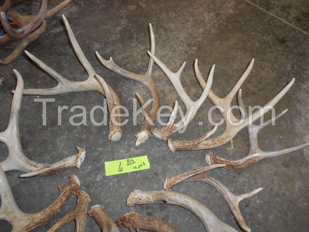 red deer antlers for sale