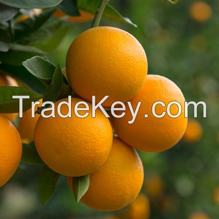 valencia orange