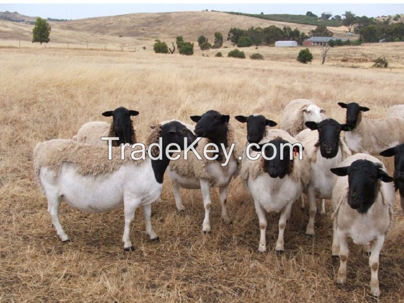 Strong Healhty Live Dorper sheep for sale