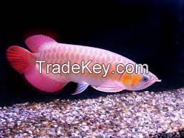 Top Quality Golden Arowana Fish For Sale Promotional Prices