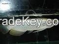 Platinum Arowana Fish For ale 8-12 and 12-21 inches for sale