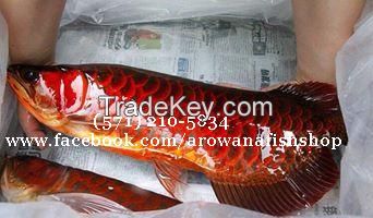 Fire Red Arowana Fish For Slae