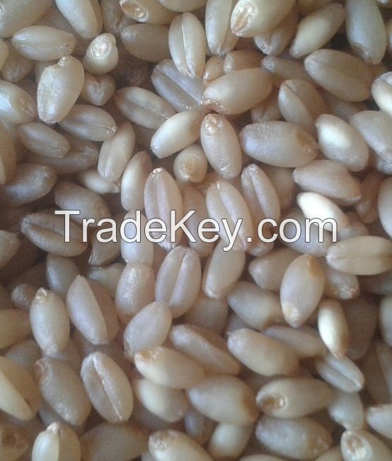 wheat supplyer, 350USD/1ton