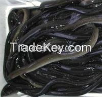 Frozen eel anguilla fish for sale