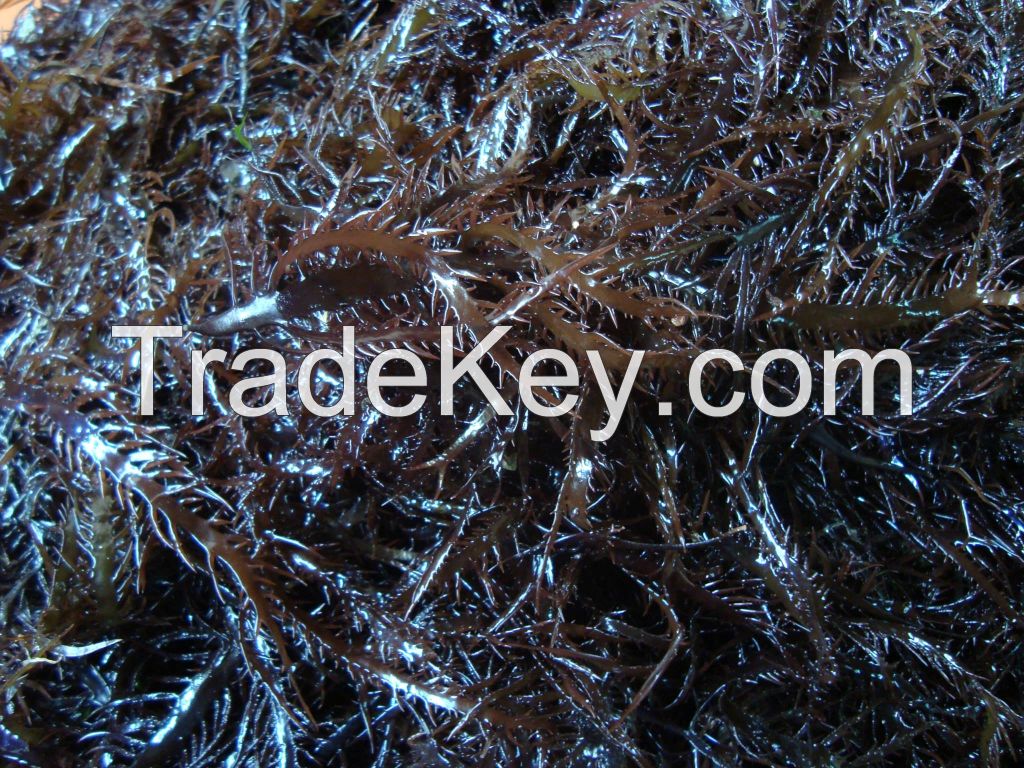 chondracanthus chamissoi seaweed drie