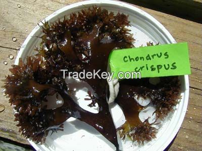 seaweed dry chondrus crispus