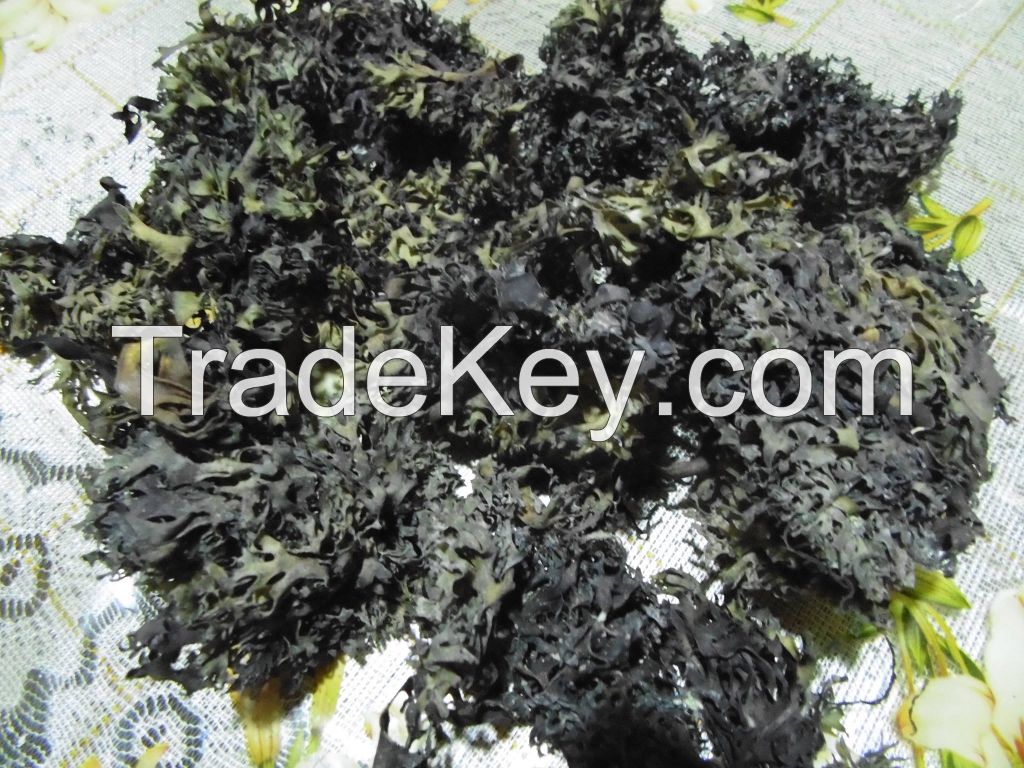 Irish moss chondrus crispus seaweed drie