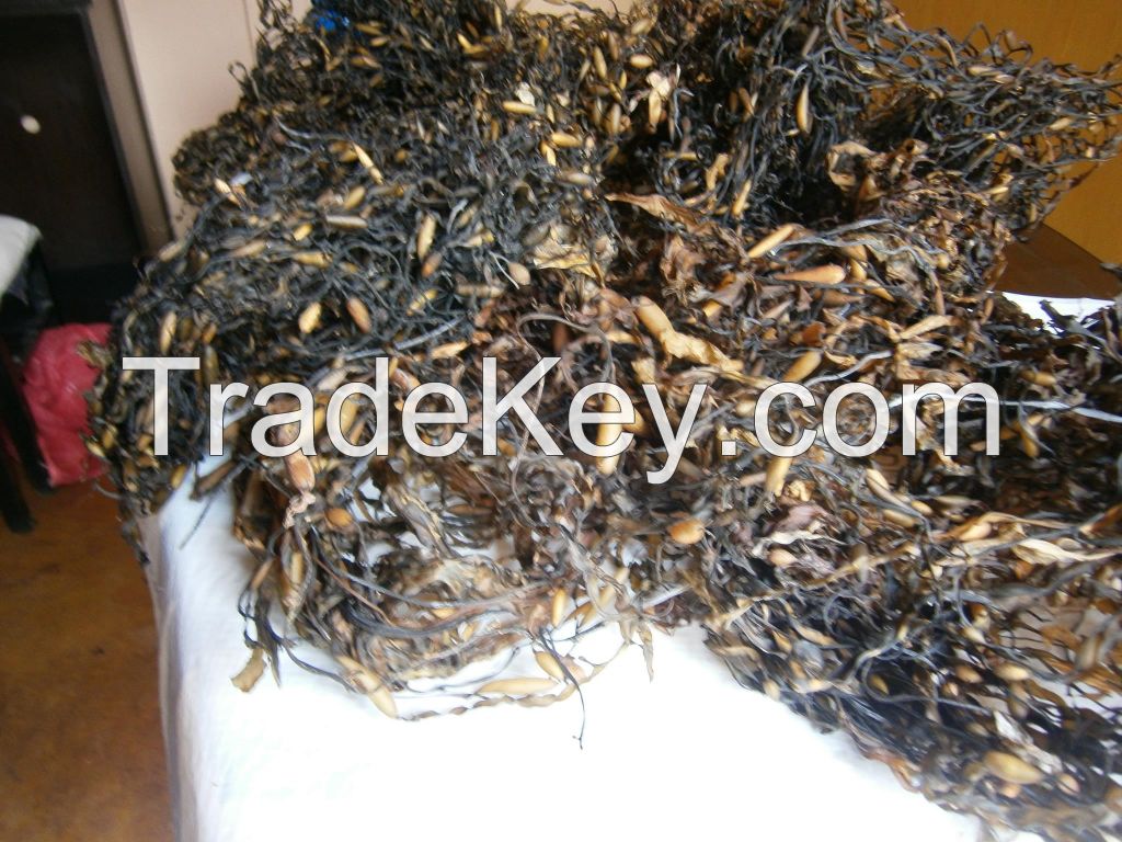 seaweed dried  macrocystis integrifolia
