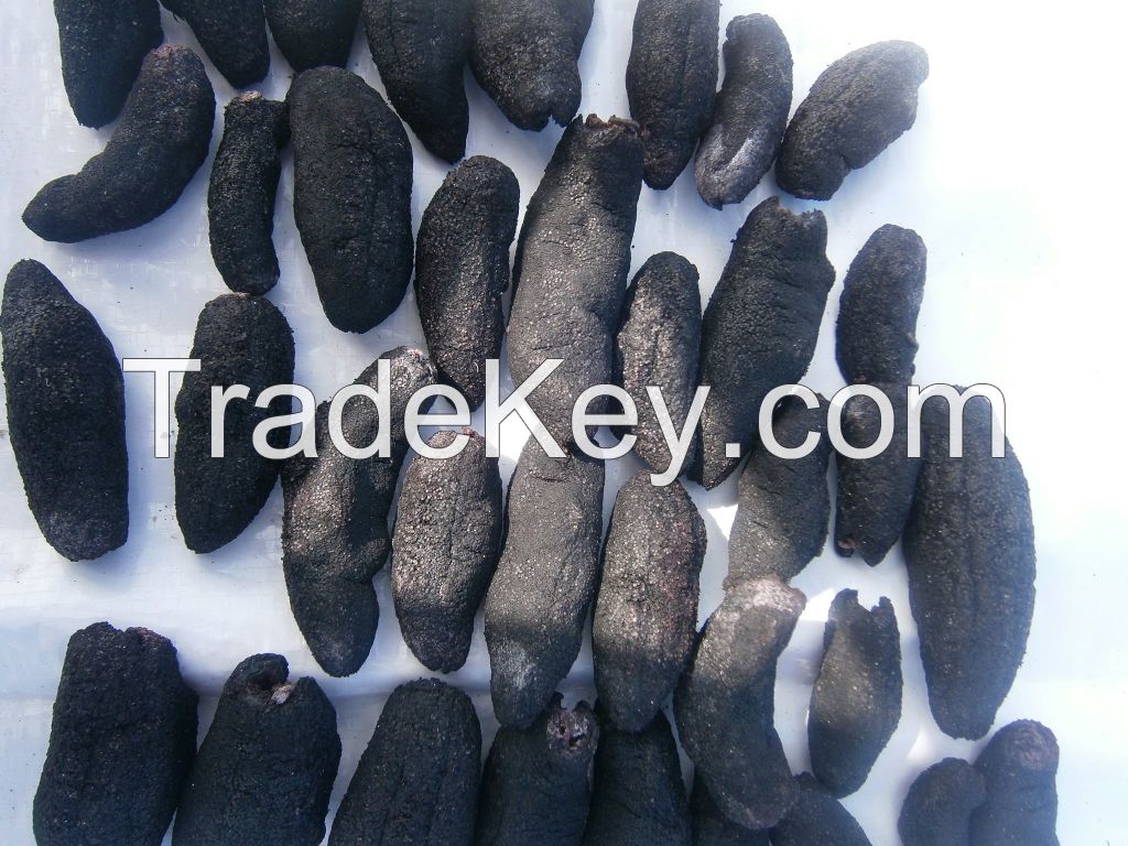 patallus mollis pepino de mar seco