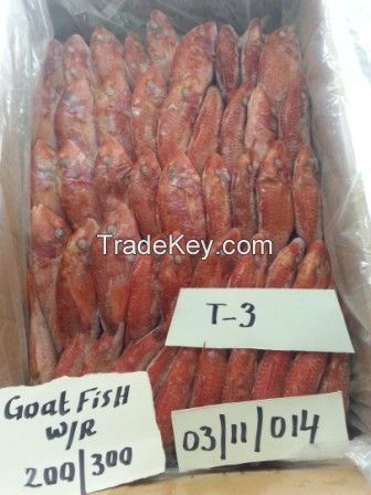 Emperor, Grouper, Red snapper, Ribbonfish, cuttlefish, shrimp, parrot fish...