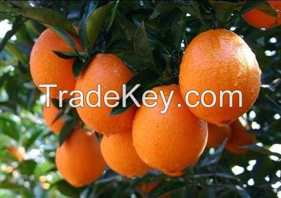 Sell Fresh Orange