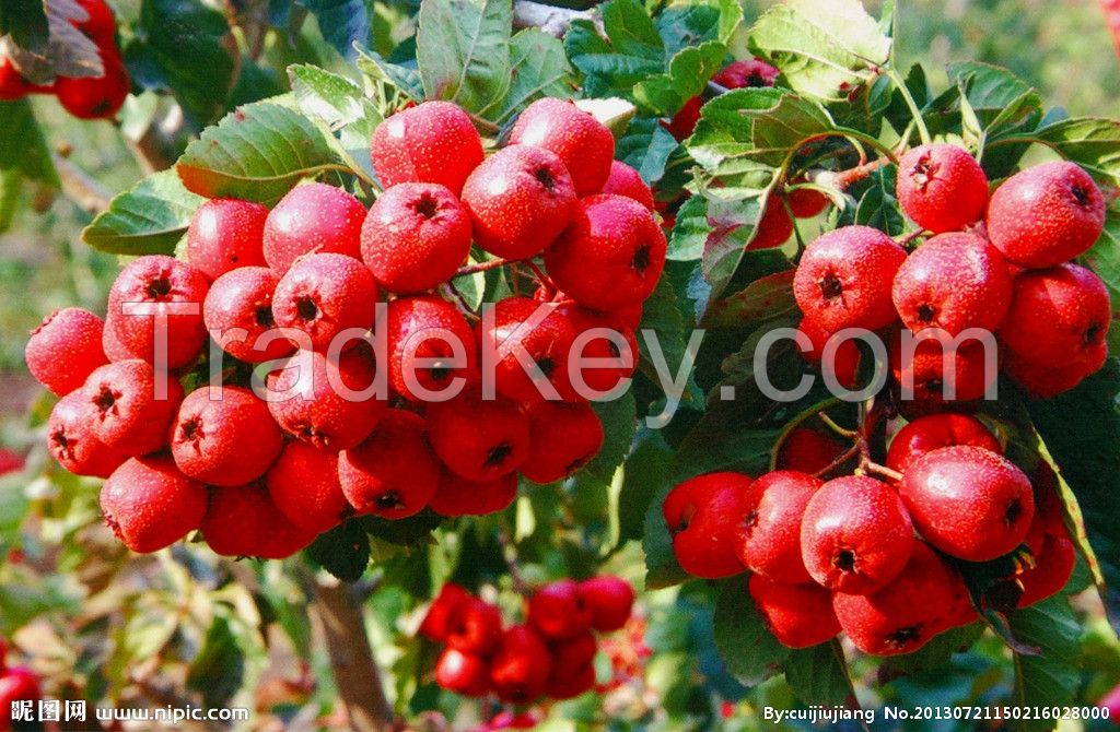 Chinese new harvest Hawthorn Fruit Extract, Hawthorn Extract, Hawthorn Berry Extract