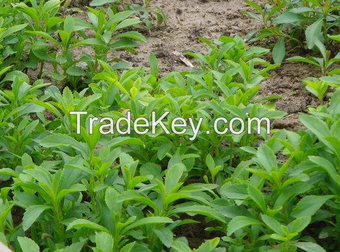 Pure Stevia Leaf Extract In Bulk