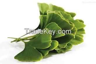 Natural ginkgo biloba extract powder