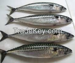 frozen mackerel fish