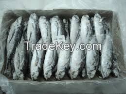 frozen mackerel fish