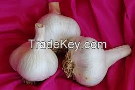 Hot sale pure white garlic