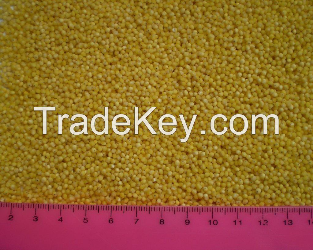 hulled yellow millet