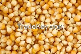 Yellow Corn for sale