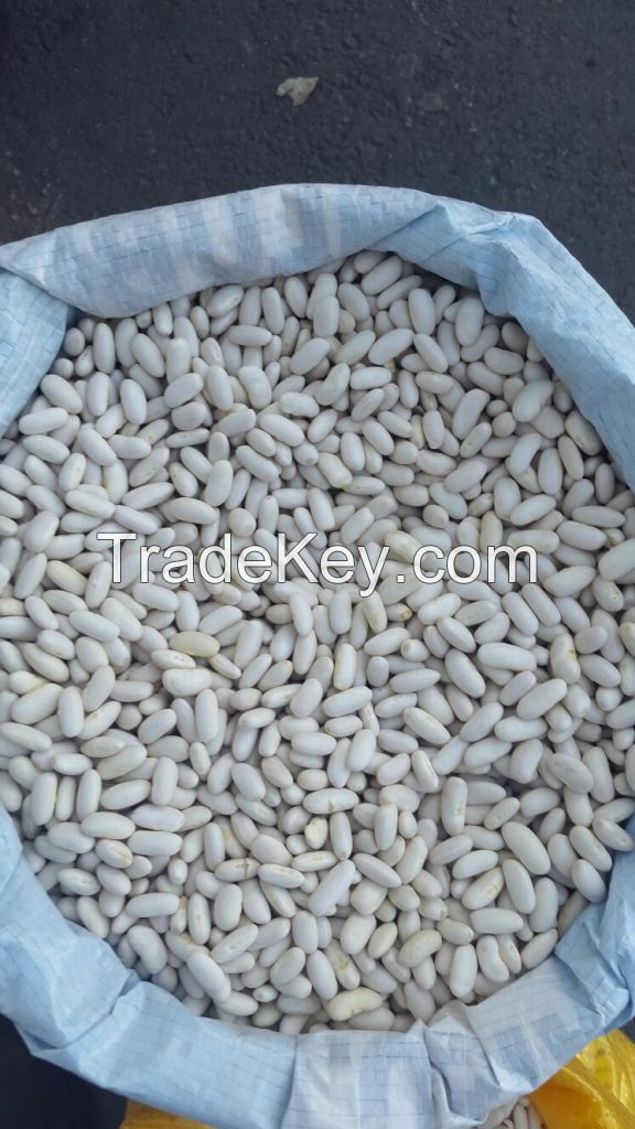 Offering alubia and cranberry beans from Argentina and other beans from CA/CN/EG/KZ