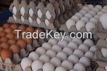FRESH COBB 500 and ROSS 308 CHICKEN EGGS, Fresh Chicken Table Eggs, white and brown size : 40g-50g-60g-65g-70g