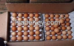 Fresh Brown chicken eggs available, Fresh Fertile Eggs, Cobb500 and Ross 308 chicken Eggs, Broiler Hatching Eggs