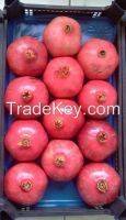 Sell Pomegranates Fruit
