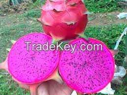 RED DRAGON FRUIT NEW CROP CHEAP PRICE