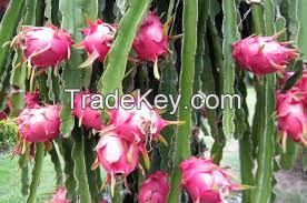 DRAGON FRUIT, PITAHAYA FRUIT, CHEAP PRICE FRUIT