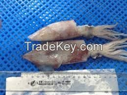 Frozen Loligo Squid Whole Round