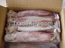 Frozen Loligo Squid Whole Round