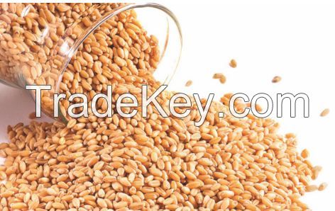 Durum Wheat Grade 3