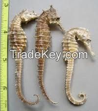 Dried Sea Horse for sale