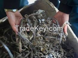 Dried Seahorse for sale