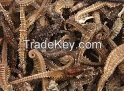 Dried Sea Horse for sale